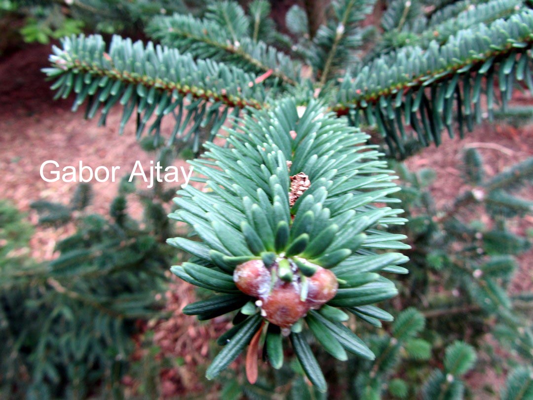 Abies delavayi georgei