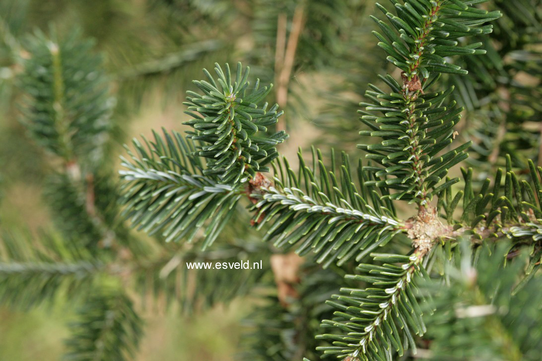 Abies delavayi