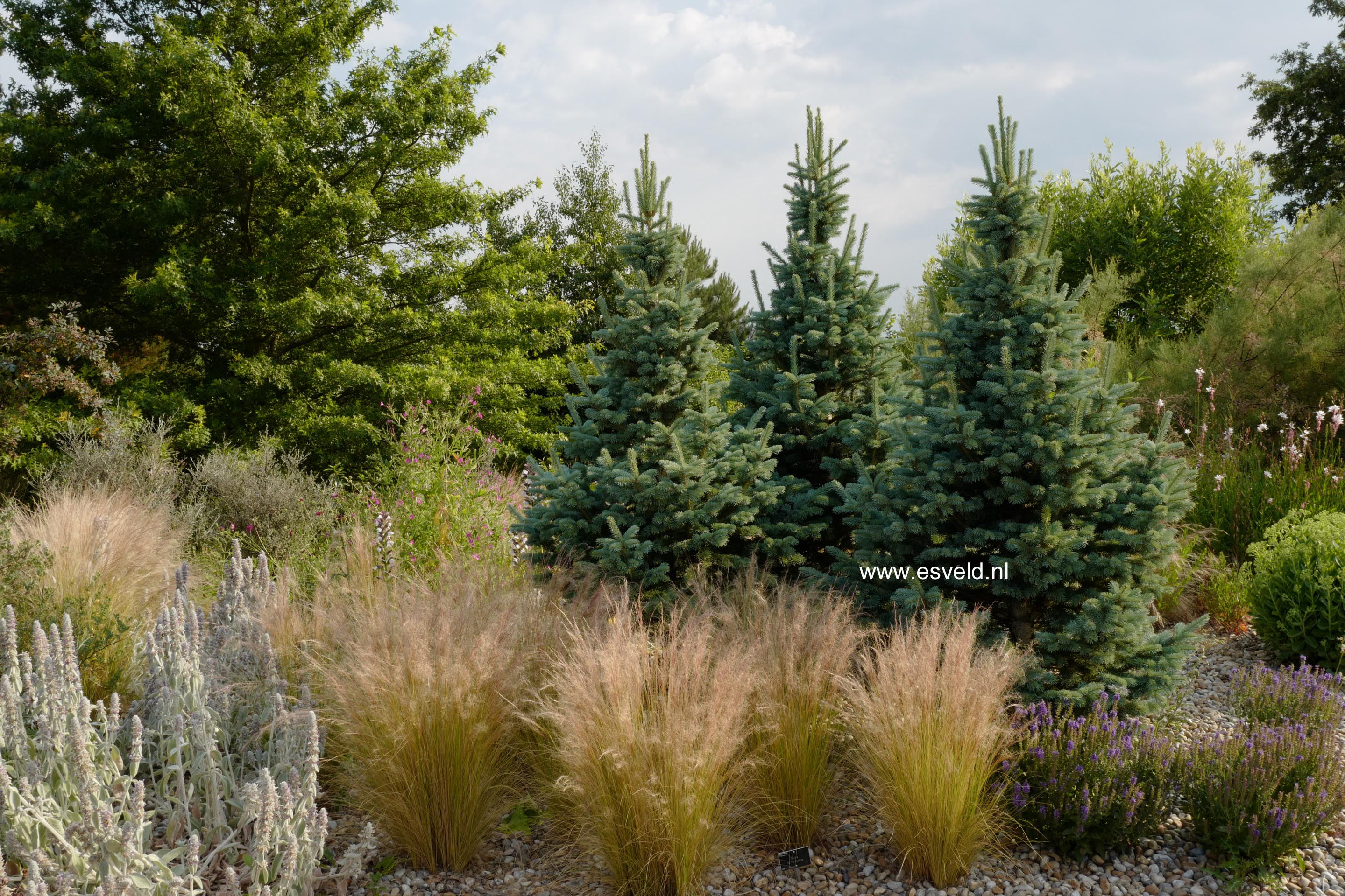 Abies lasiocarpa 'Compacta'