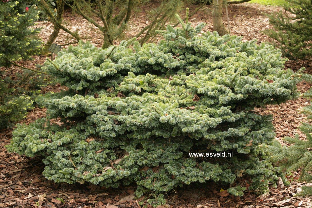 Abies procera 'Blaue Hexe'