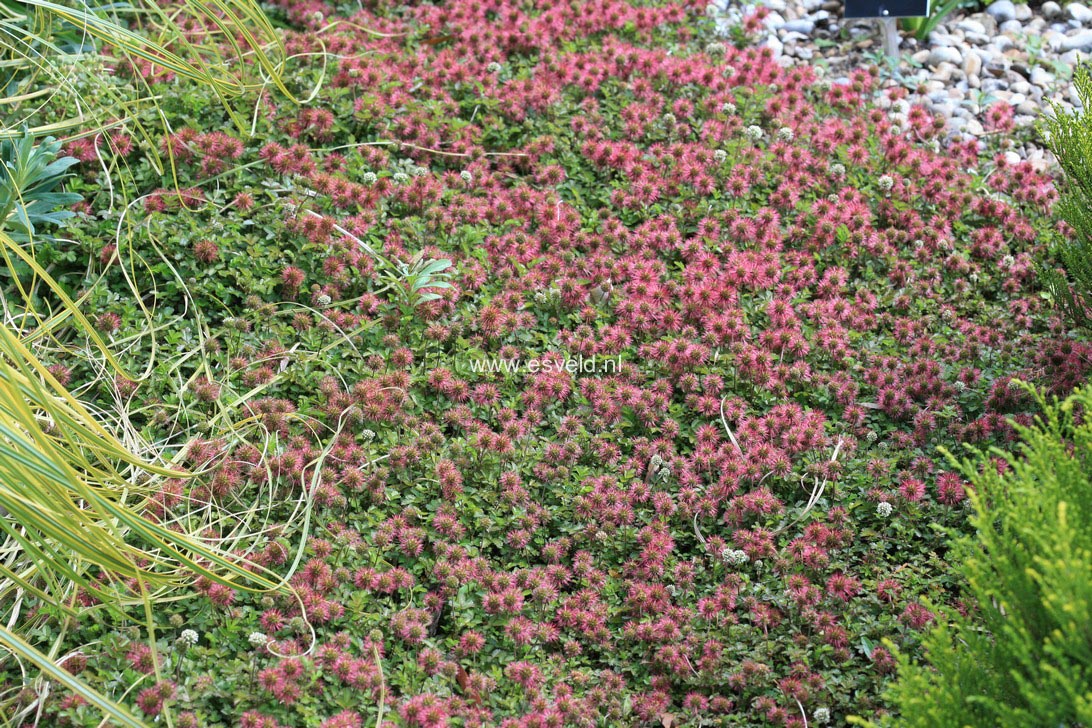 Acaena novae-zelandiae
