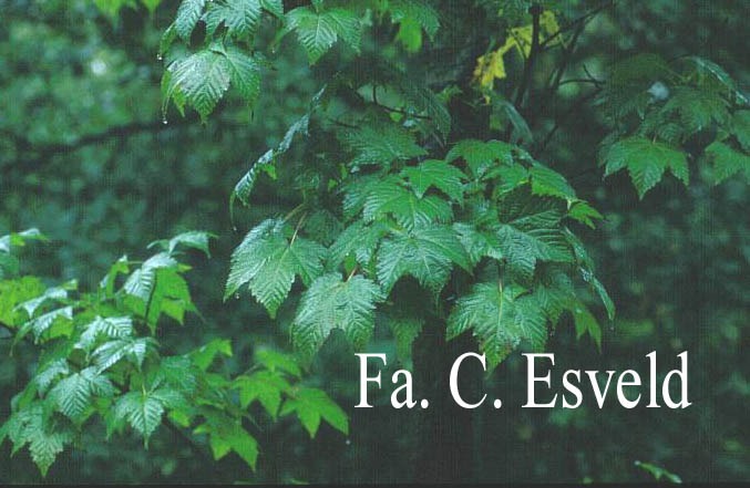 Acer argutum