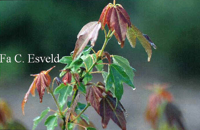 Acer buergerianum 'Johroku aka me'
