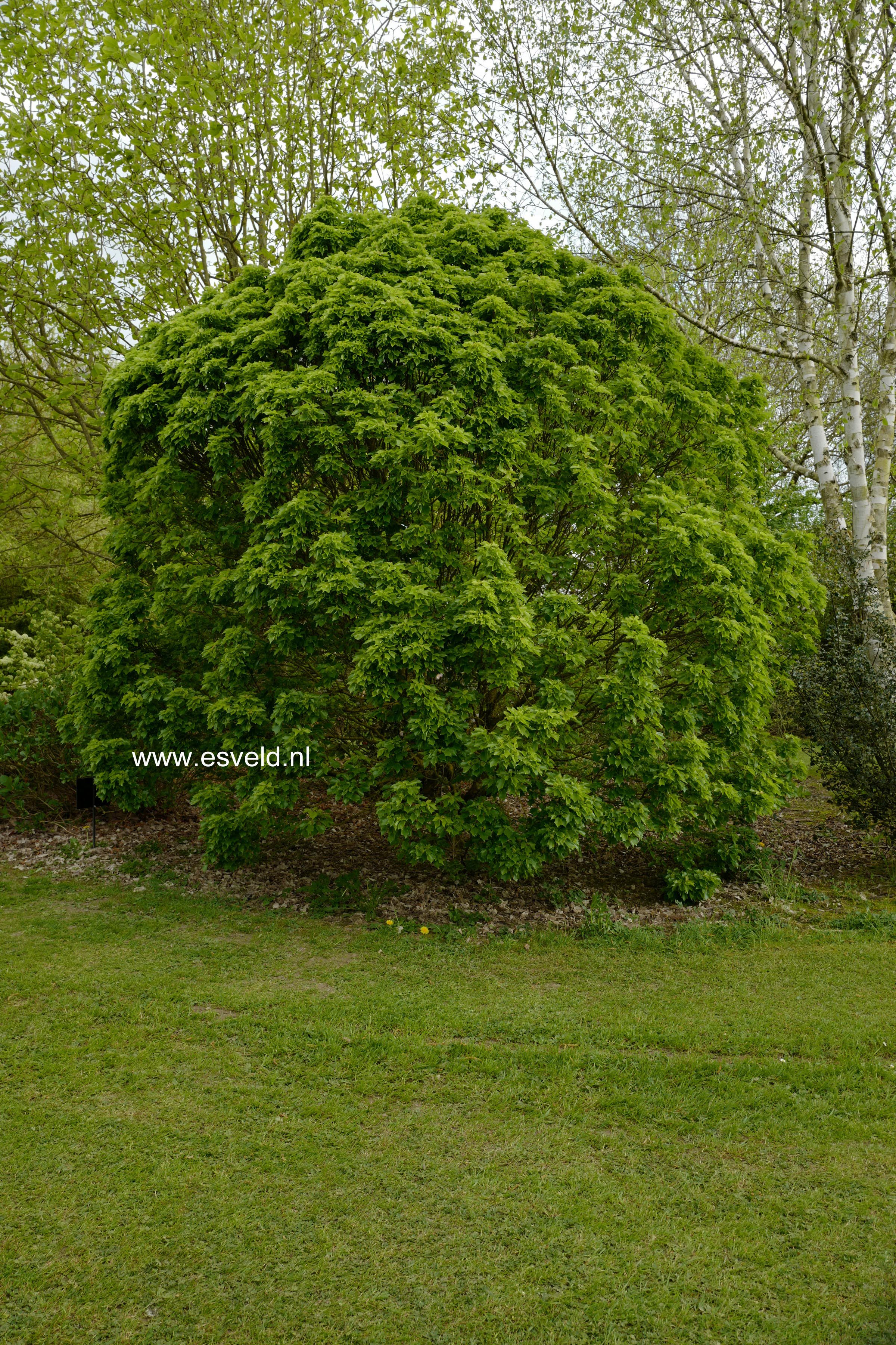 Acer buergerianum 'Miyasama-yatsubusa'