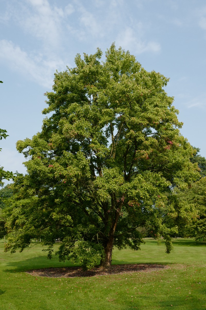 Acer buergerianum 'Naruto'