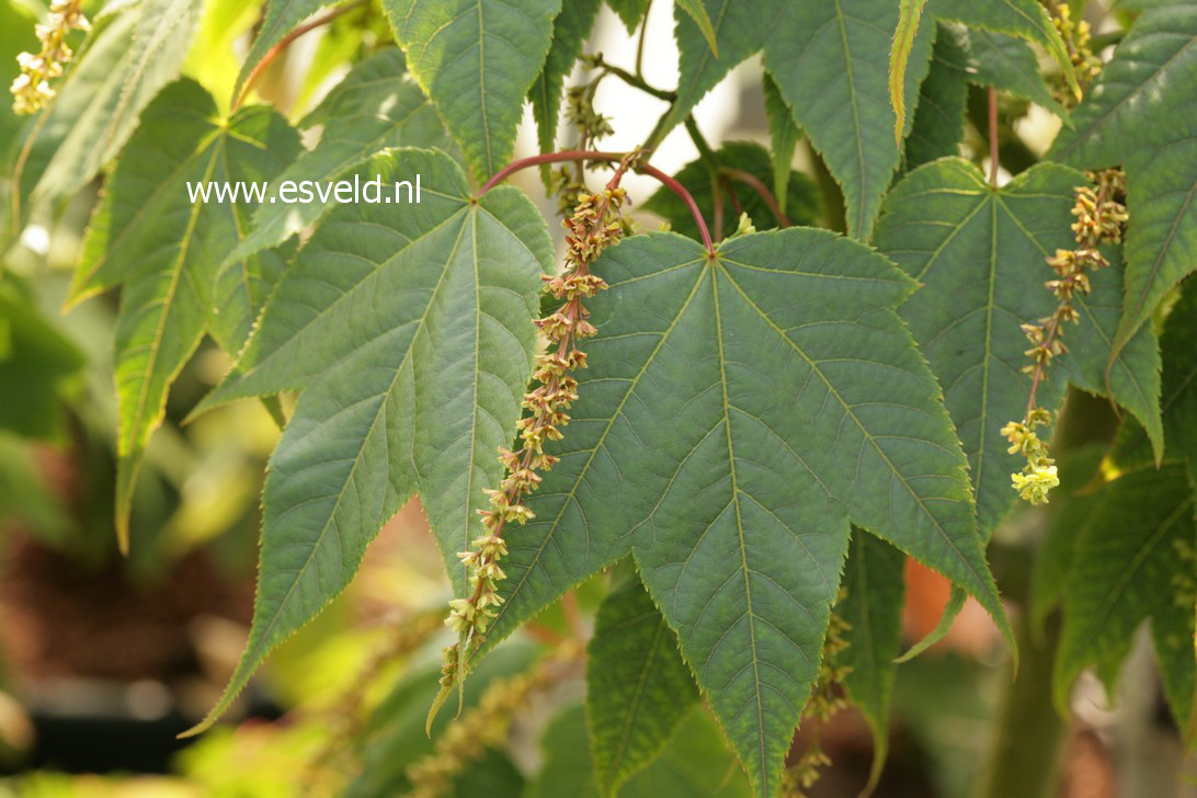 Acer campbellii fansipanense