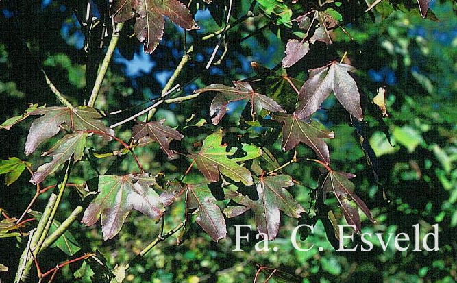 Acer campbellii ssp. flabellatum
