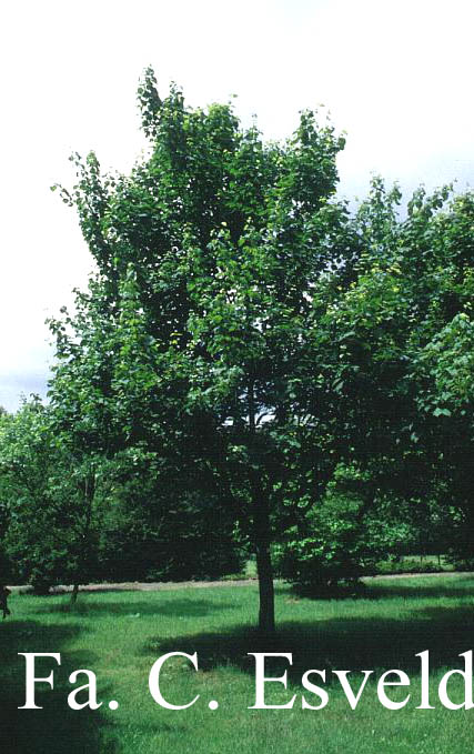 Acer capillipes 'Gimborn'