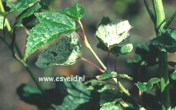 Acer capillipes 'Honeydew'