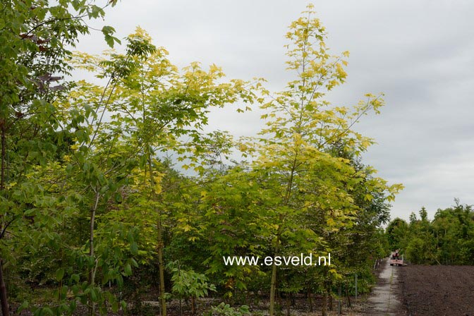 Acer cappadocicum 'De Oirsprong'