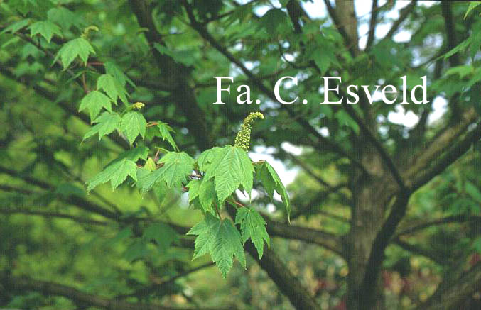 Acer caudatum ssp. ukurunduense