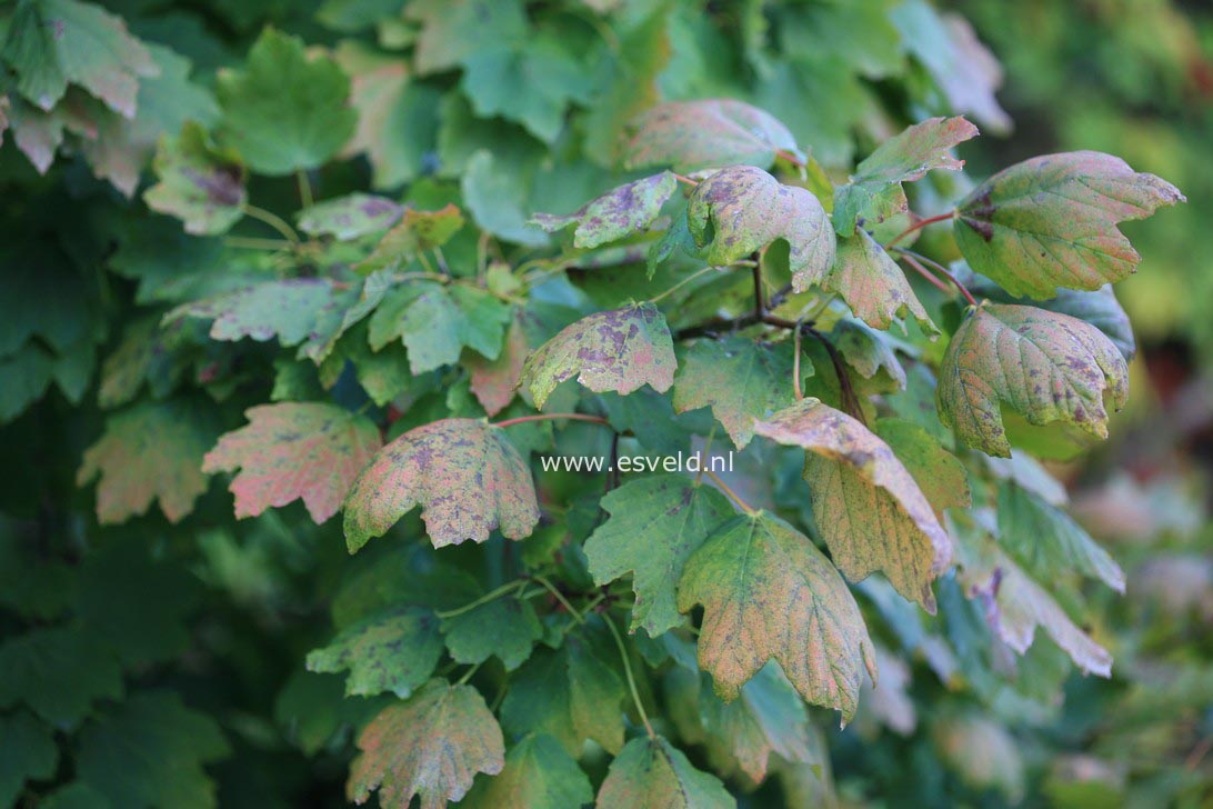 Acer caudatum