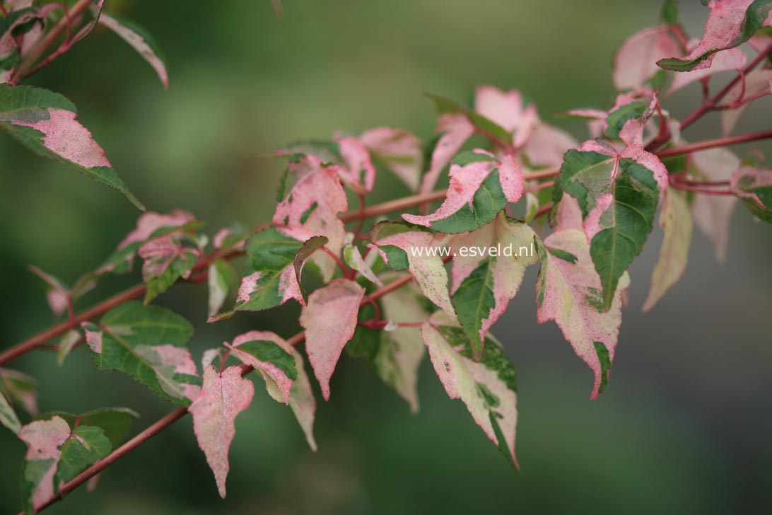 Acer crataegifolium 'Me-uri-no-ohfu'
