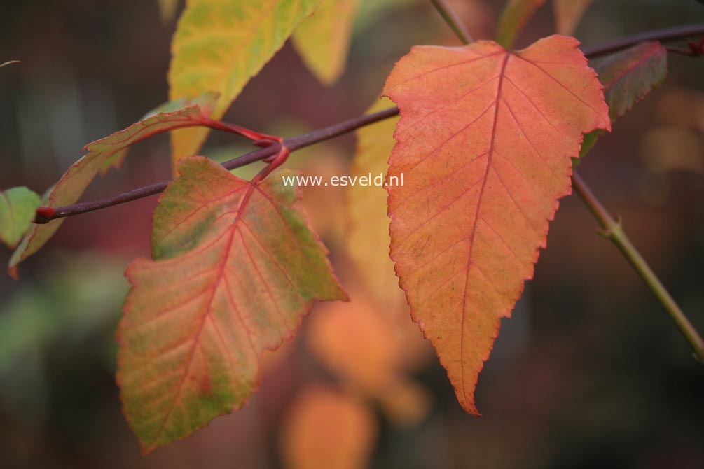 Acer davidii 'Golden Increase'