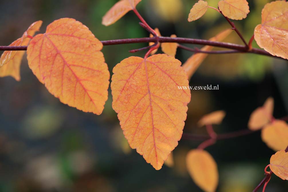 Acer davidii 'Hansu-suru'