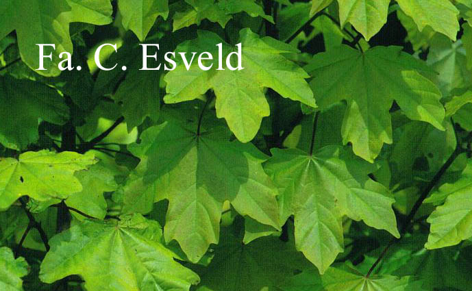 Acer hillieri 'Summergold'