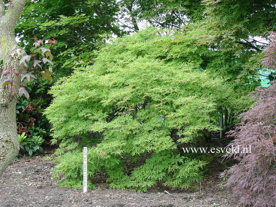 Acer japonicum 'Green Cascade'