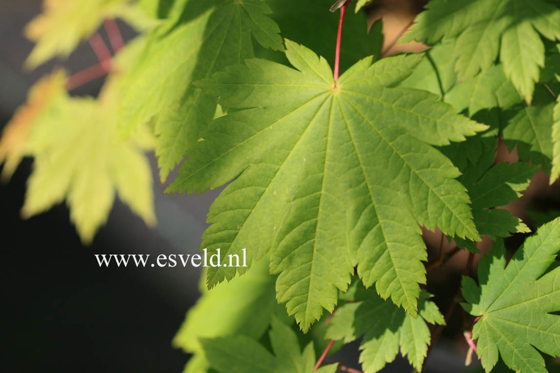 Acer japonicum 'Ō-isami'
