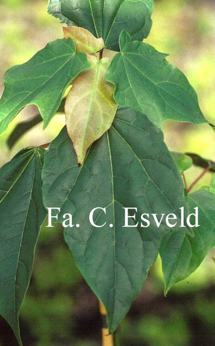 Acer longipes catalpifolium