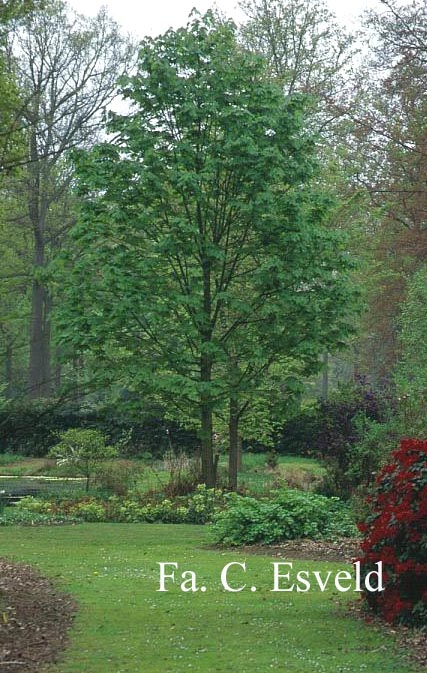 Acer macrophyllum