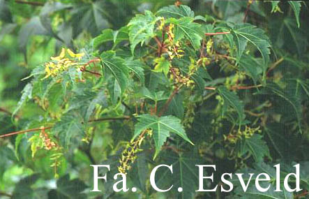 Acer micranthum 'Candelabrum'