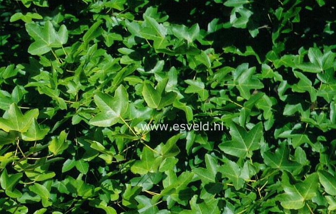 Acer monspessulanum ibericum