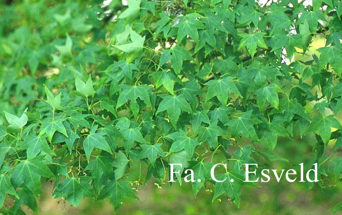 Acer oliverianum