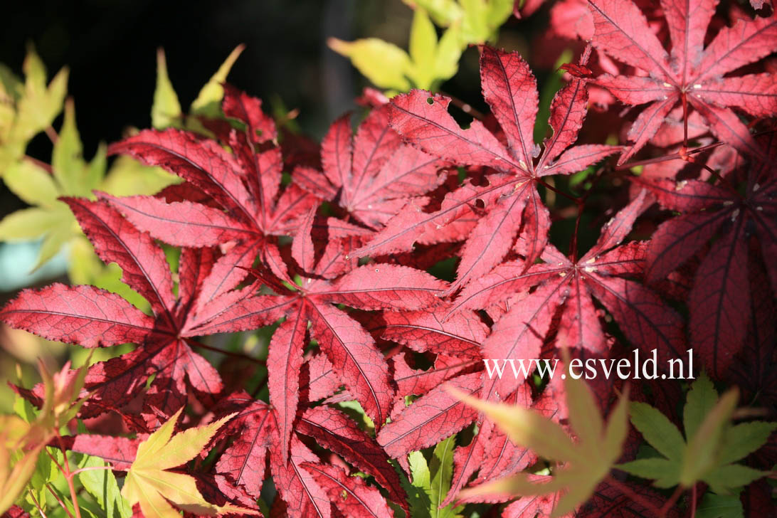 Acer palmatum 'Amagi-shigure'