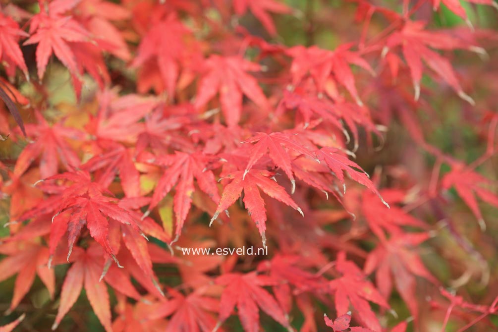 Acer palmatum 'Ao-ba-nishiki'