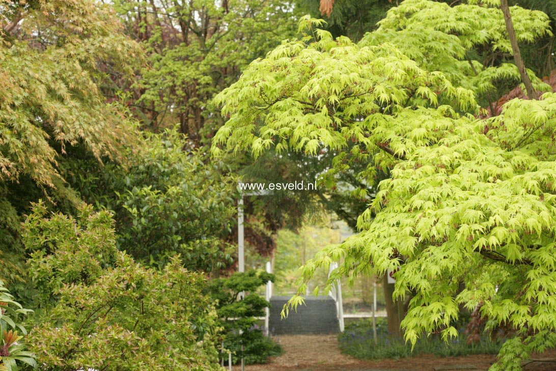 Acer palmatum 'Ao-meshime-no-uchi-shidare'