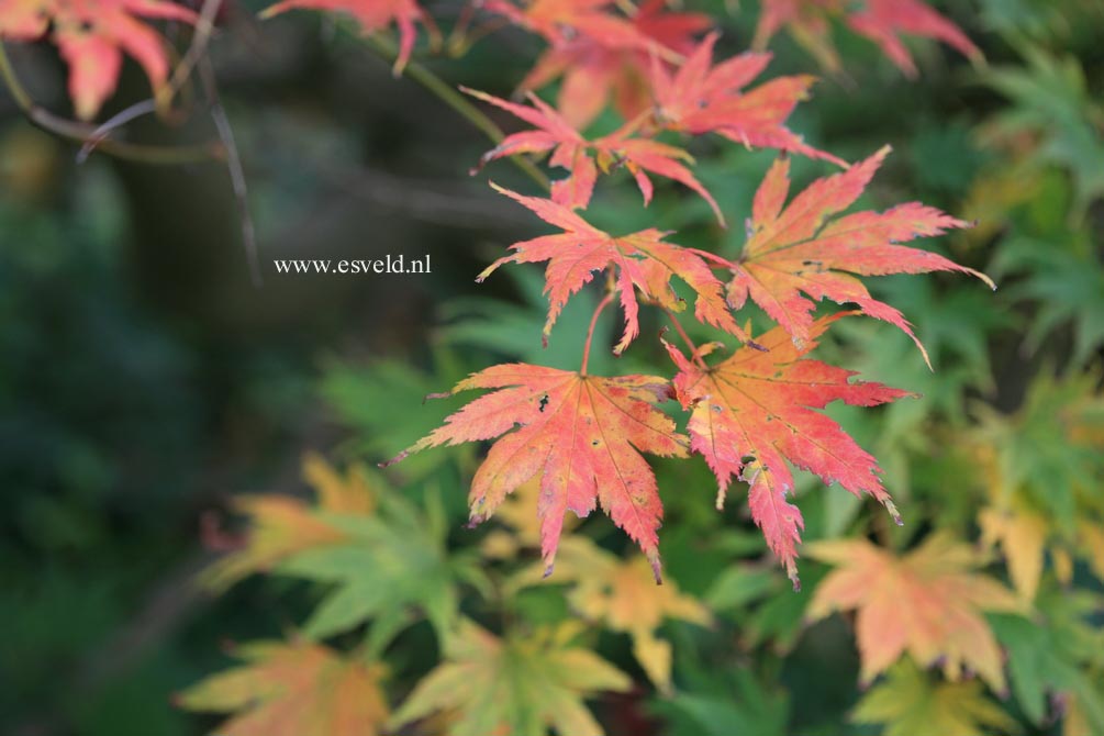 Acer palmatum 'Aome-shime-no-uchi'