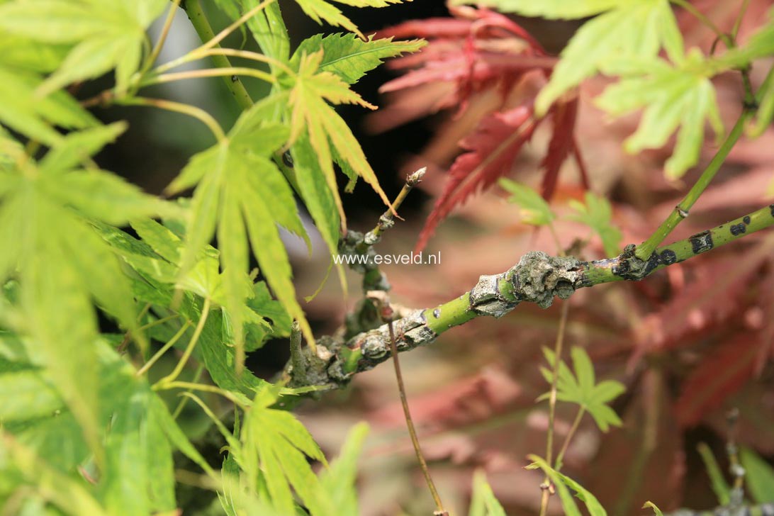 Acer palmatum 'Arakawa-ukon'