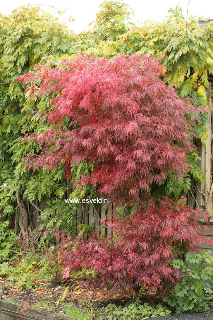 Acer palmatum 'Autumn Fire'