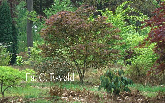 Acer palmatum 'Azuma-murasaki'