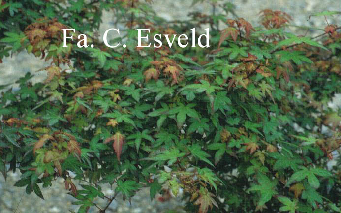 Acer palmatum 'Beni-hime'