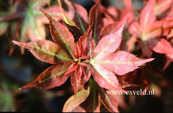 Acer palmatum 'Beni-hoshi'