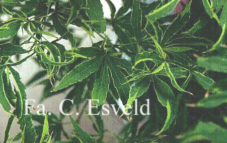 Acer palmatum 'Beni-shi-en'