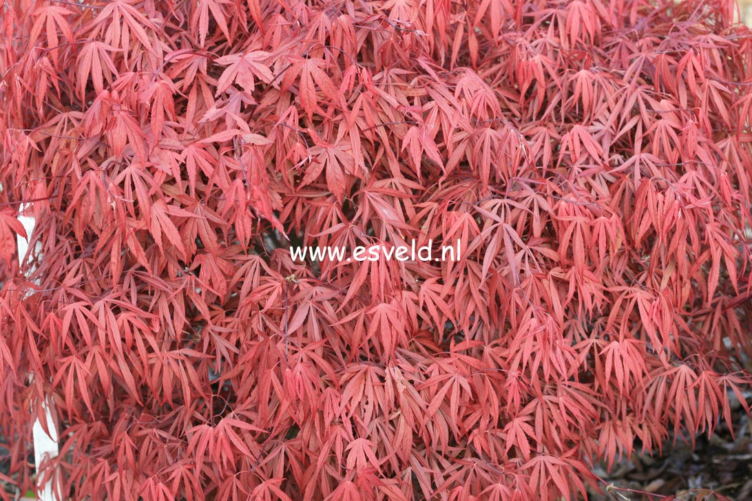 Acer palmatum 'Beni-ubi-gohon'