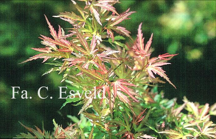 Acer palmatum 'Bonfire'