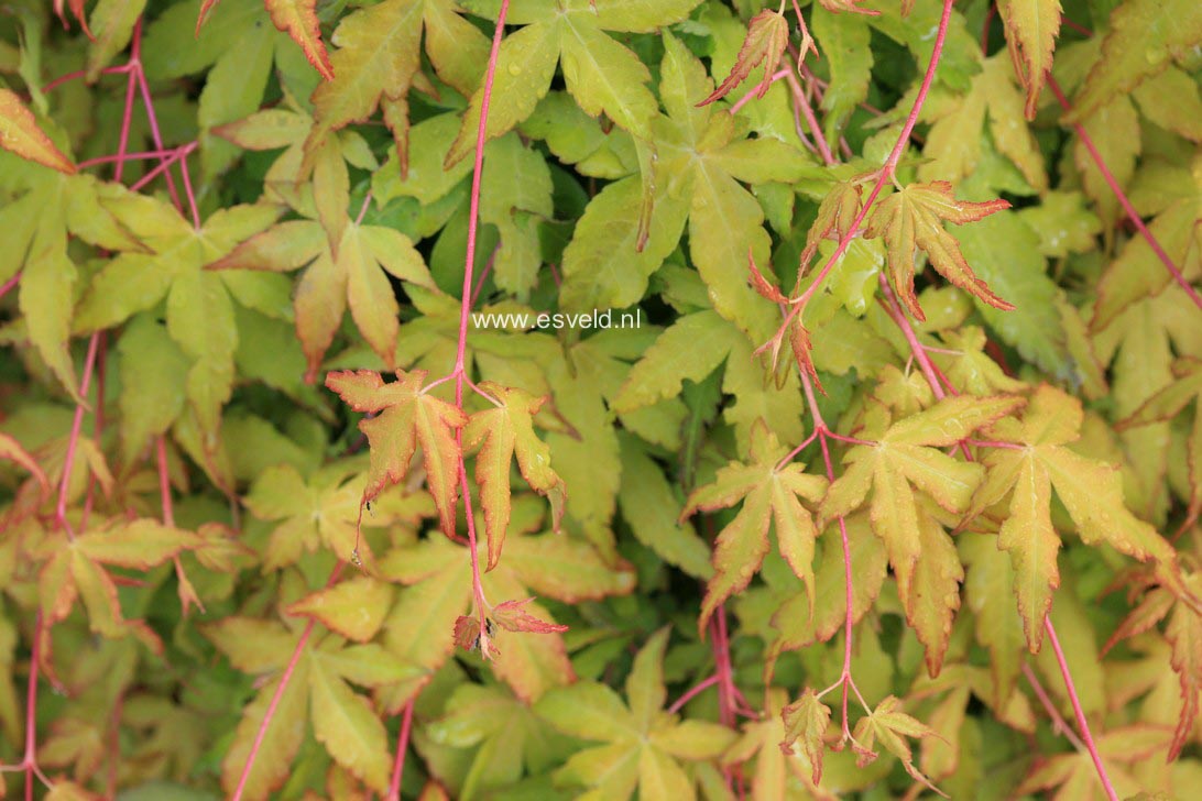 Acer palmatum 'Callico'