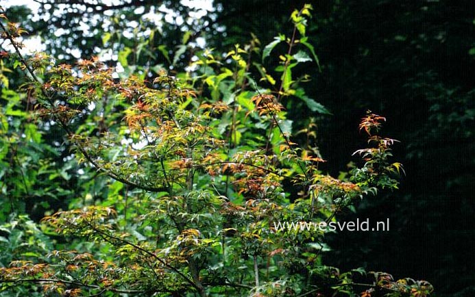 Acer palmatum 'Captain McEacharn'