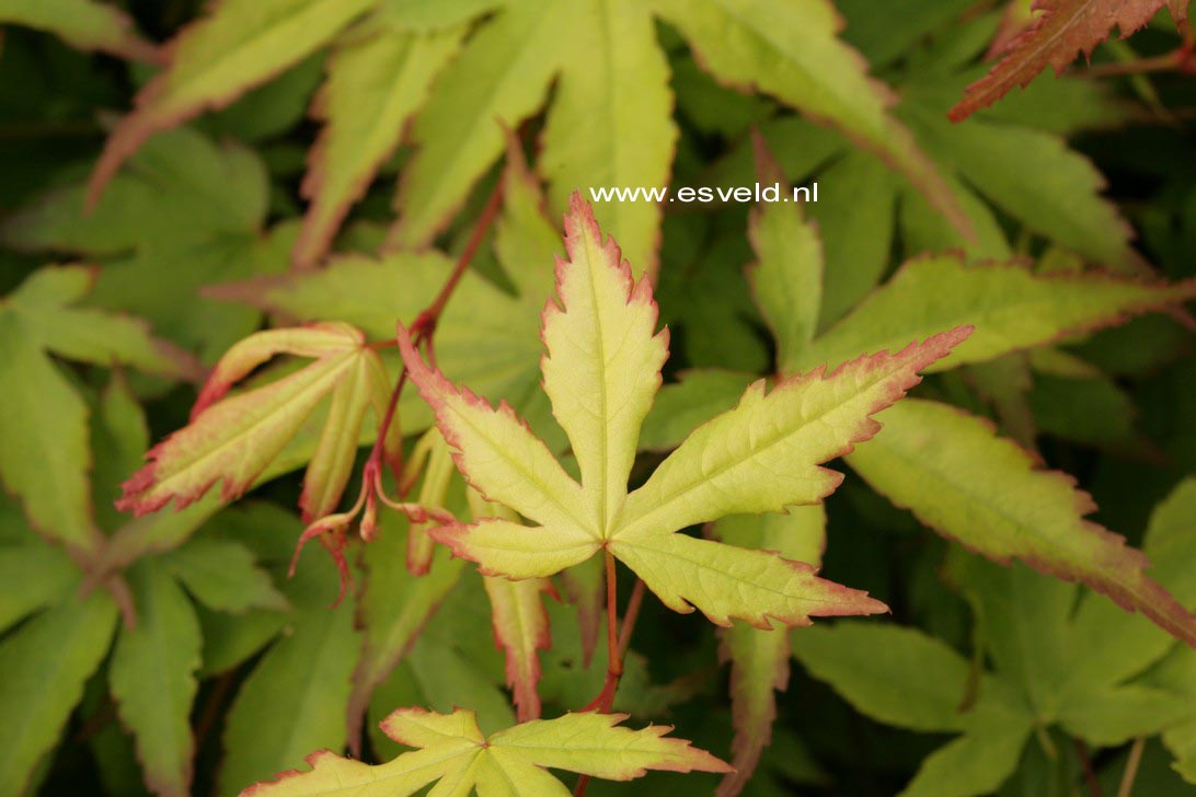 Acer palmatum 'Chūgū-ji'