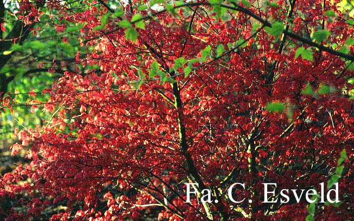 Acer palmatum 'Corallinum'