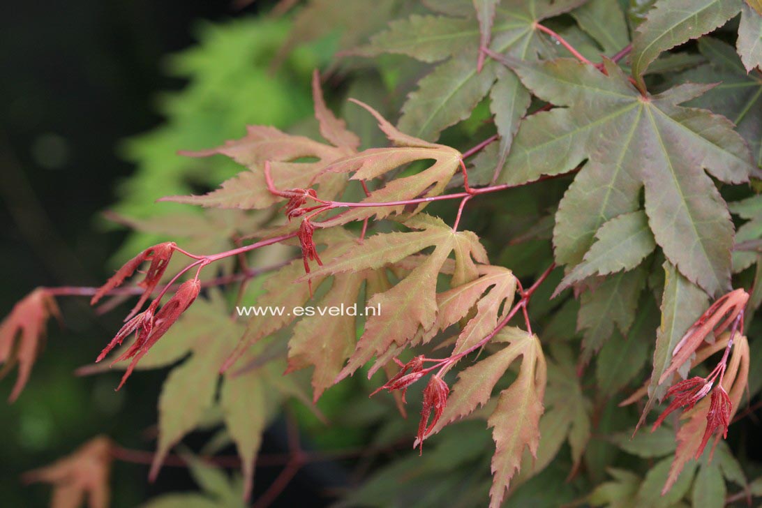 Acer palmatum 'Daiji-sen'