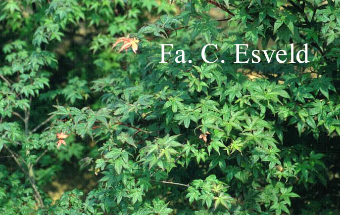 Acer palmatum 'De-shohjoh'