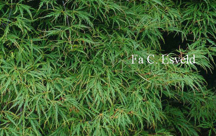 Acer palmatum 'Demi-Sec'