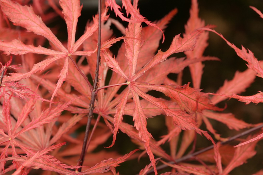 Acer palmatum 'Earthfire'