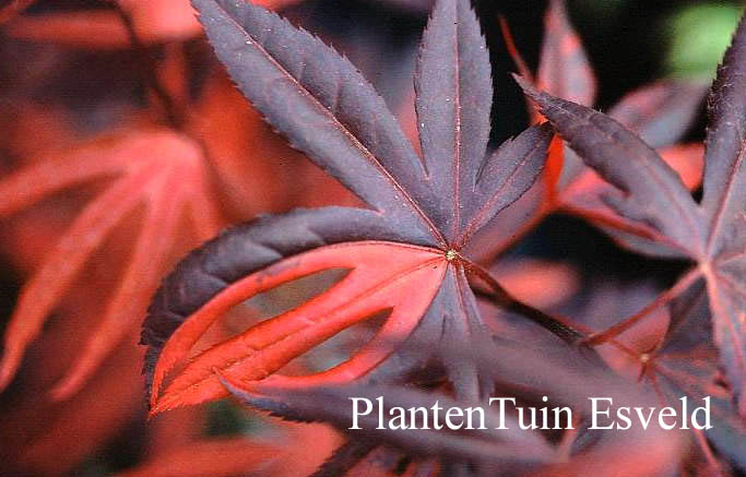 Acer palmatum 'Fujinami-nishiki'