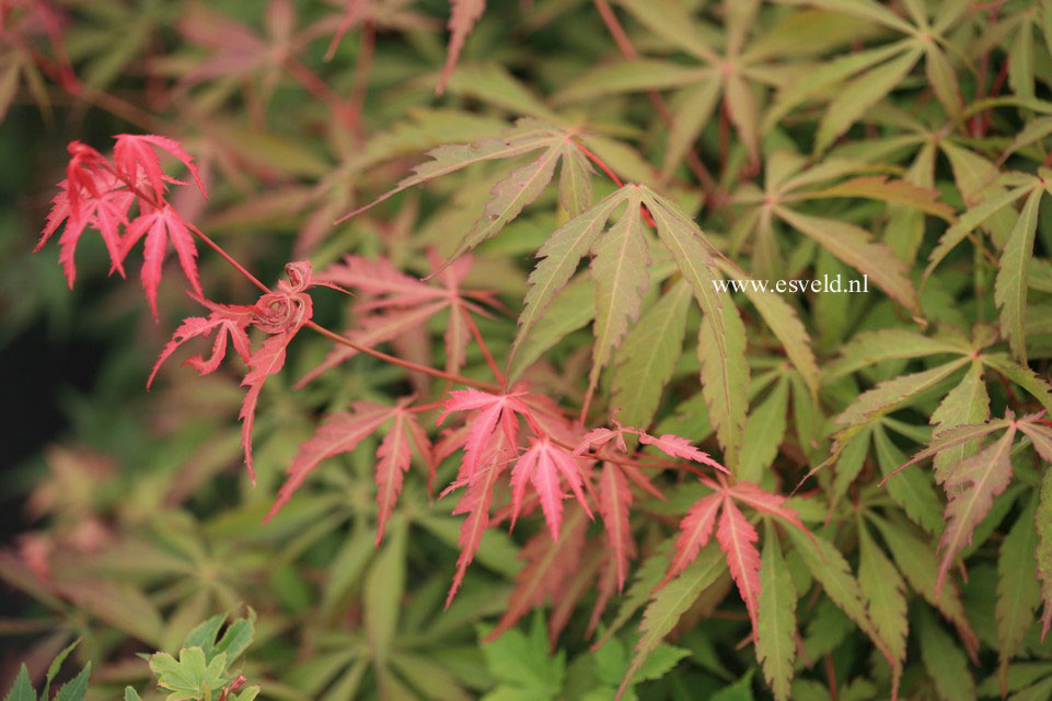 Acer palmatum 'Fukui'