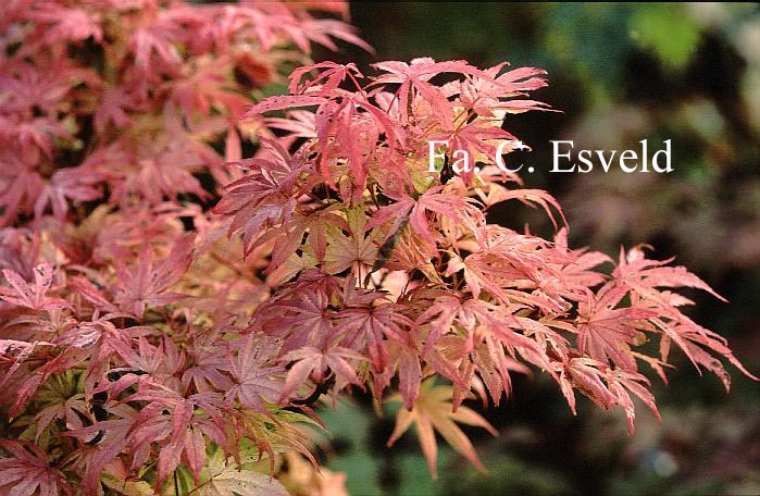 Acer palmatum 'Geisha'